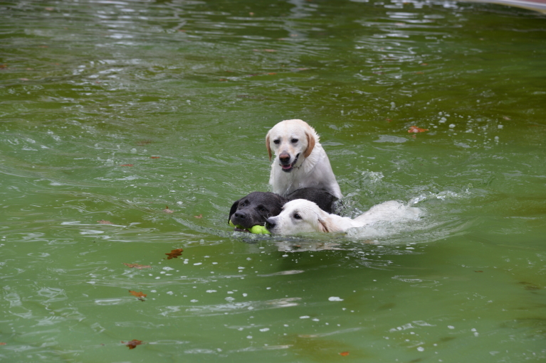 Hundebadetag Kirchmayer
