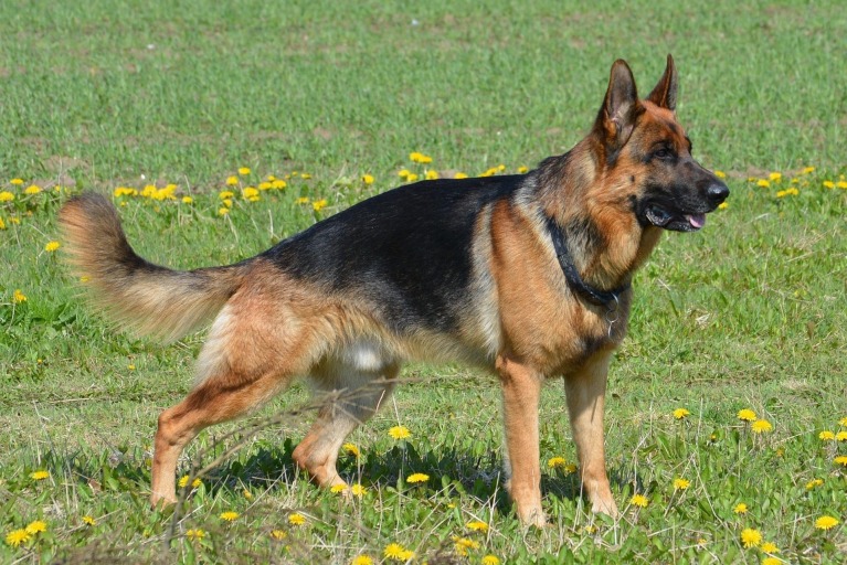 german-shepherd-pixabay Hans_Kemperman german-shepherd-pixabay Hans_Kemperman