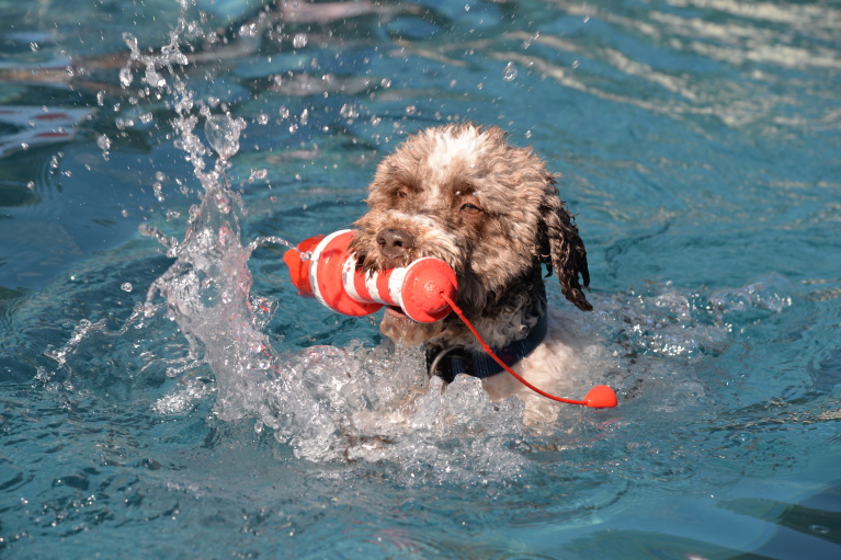 Hundebadetag Foto Kirchmayer