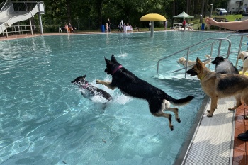 Hundebadetag Foto Kirchmayer