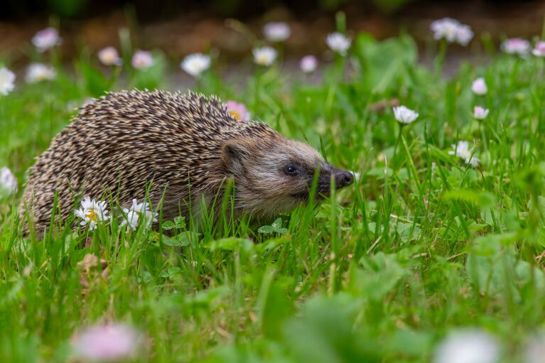 Igel im Garten Symolfoto Pexels Erik Karits Igel im Garten Symolfoto Pexels Erik Karits